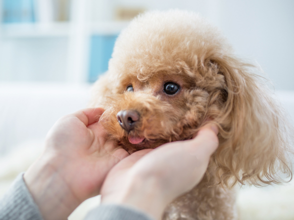 丁寧なカウンセリング